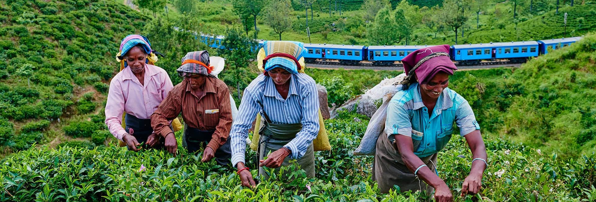 Tea fields and hills
